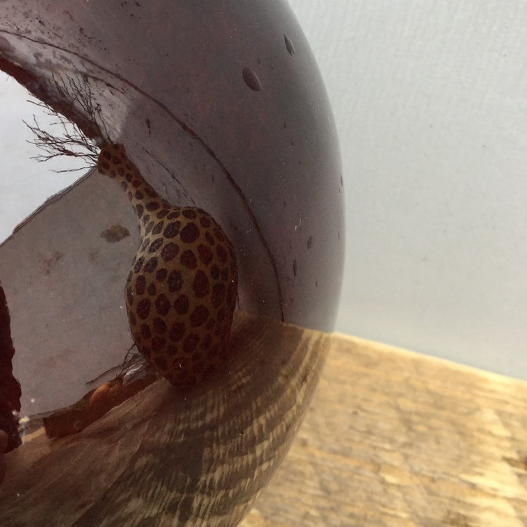 Bild für Dunkelbraun