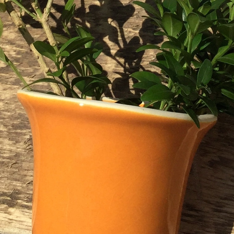 Bild für Kürbisorange